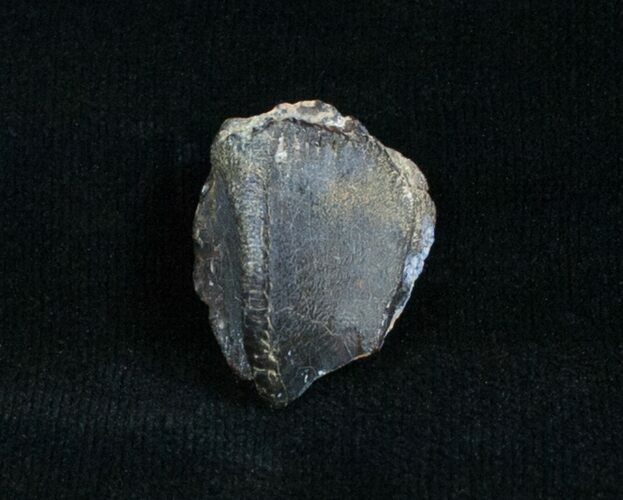 Unworn Triceratops Tooth - #4004